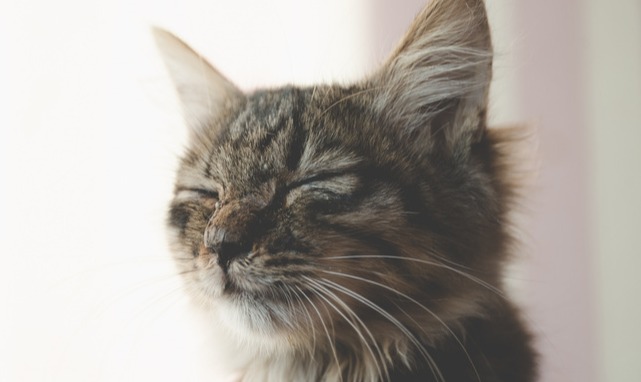 摄图网_500564748_wx_猫咪睡觉（企业商用）.jpg